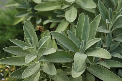 Beautiful sage with green leaves growing outdoors, closeup