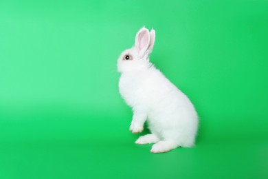 Fluffy white rabbit on green background. Cute pet