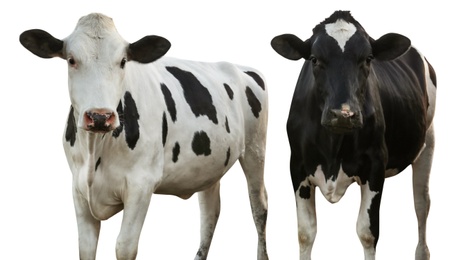 Image of Cute cows on white background. Animal husbandry