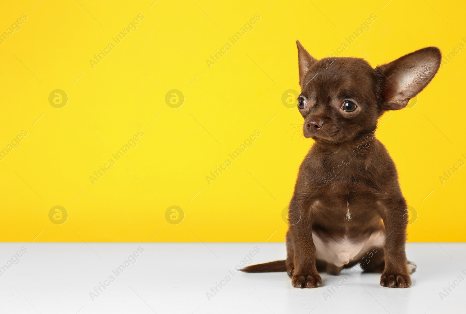 Photo of Cute small Chihuahua dog on yellow background. Space for text