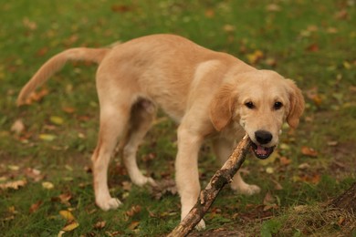 Photo of Cute Labrador Retriever puppy with stick on green grass in park