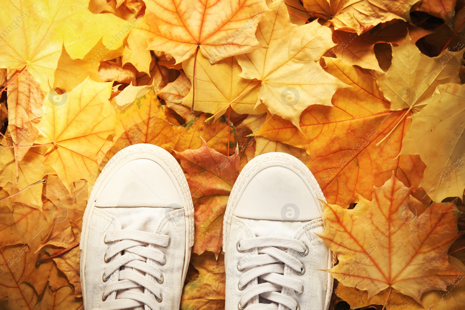 Photo of Sneakers on ground covered with fallen autumn leaves, top view