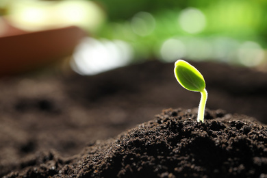 Little green seedling growing in soil, closeup. Space for text