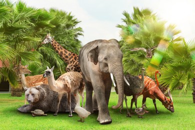 Image of Many different animals outdoors on sunny day