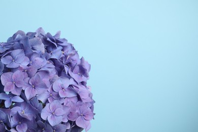 Photo of Beautiful bright hortensia flowers on light blue background. Space for text