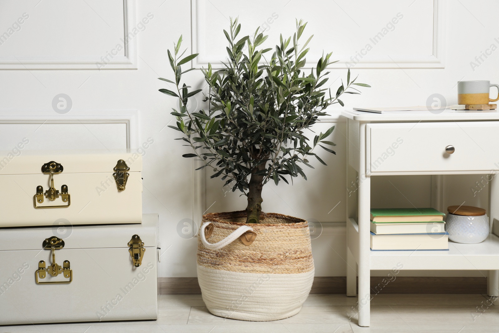 Photo of Beautiful young potted olive tree in living room. Interior element