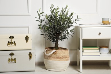 Photo of Beautiful young potted olive tree in living room. Interior element