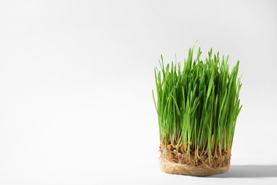 Sprouted wheat grass seeds on white background, space for text