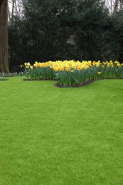 Photo of Beautiful yellow daffodil flowers and green lawn in park