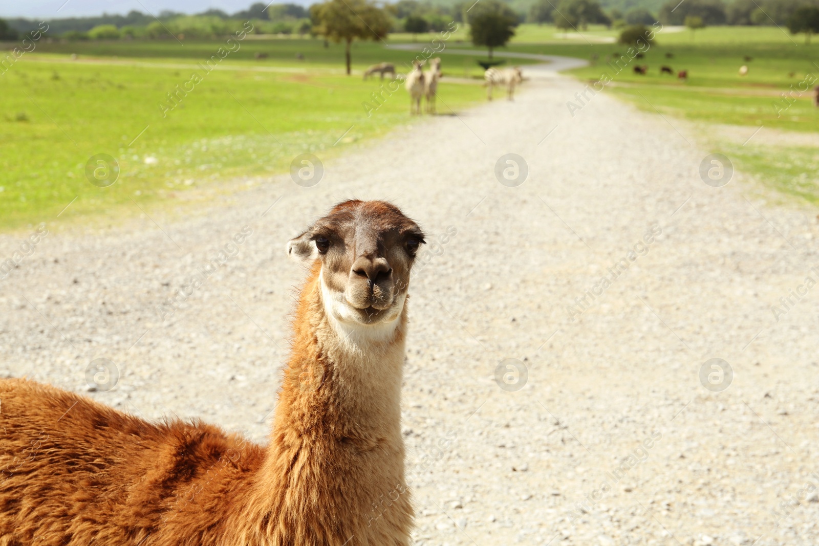 Photo of Beautiful fluffy llama on road in safari park