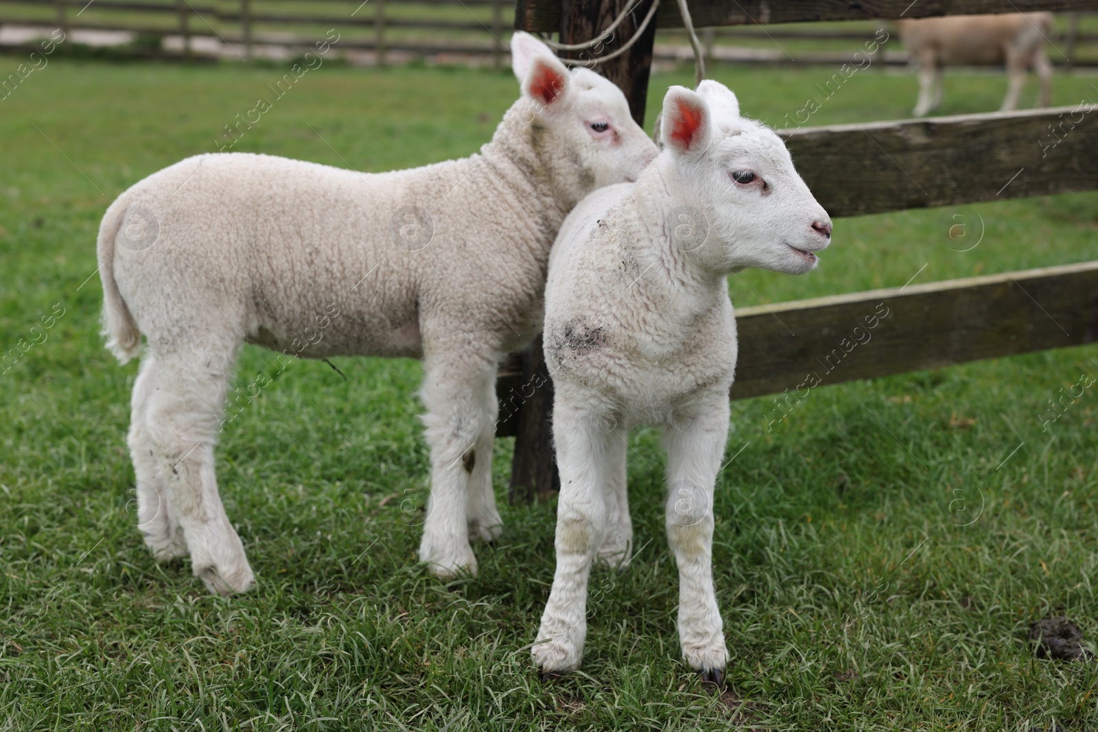 Photo of Cute lambs near wooden fence on green field