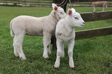 Photo of Cute lambs near wooden fence on green field