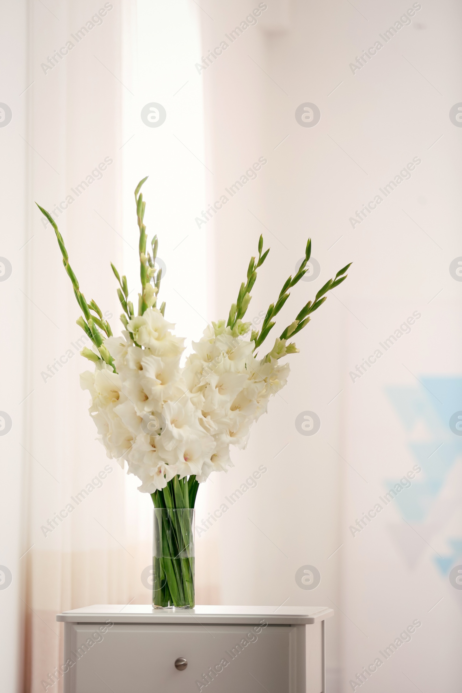 Photo of Vase with beautiful white gladiolus flowers on drawer chest in room, space for text