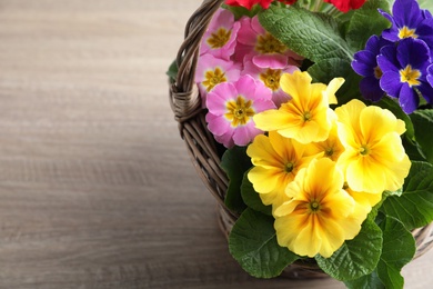 Photo of Beautiful primula (primrose) flowers in wicker basket on wooden table, above view with space for text. Spring blossom