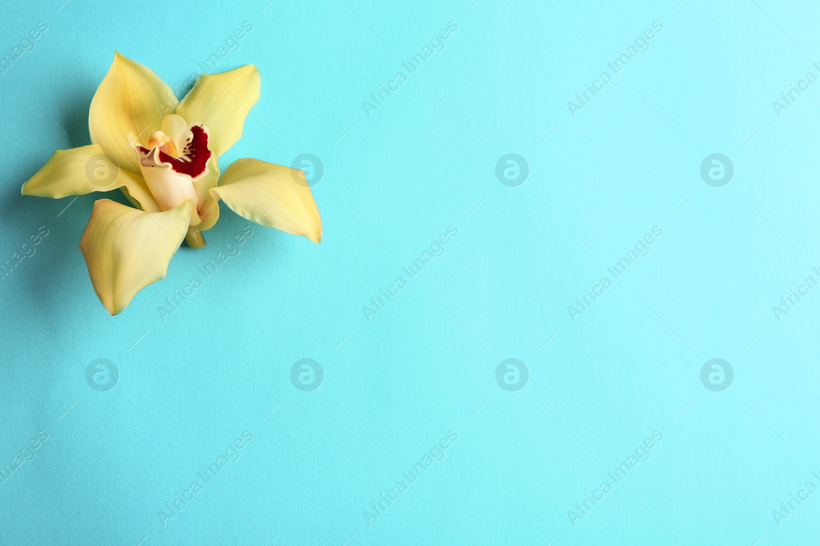 Photo of Beautiful tropical orchid flower on color background, top view. Space for text