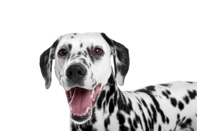 Photo of Adorable Dalmatian dog on white background. Lovely pet