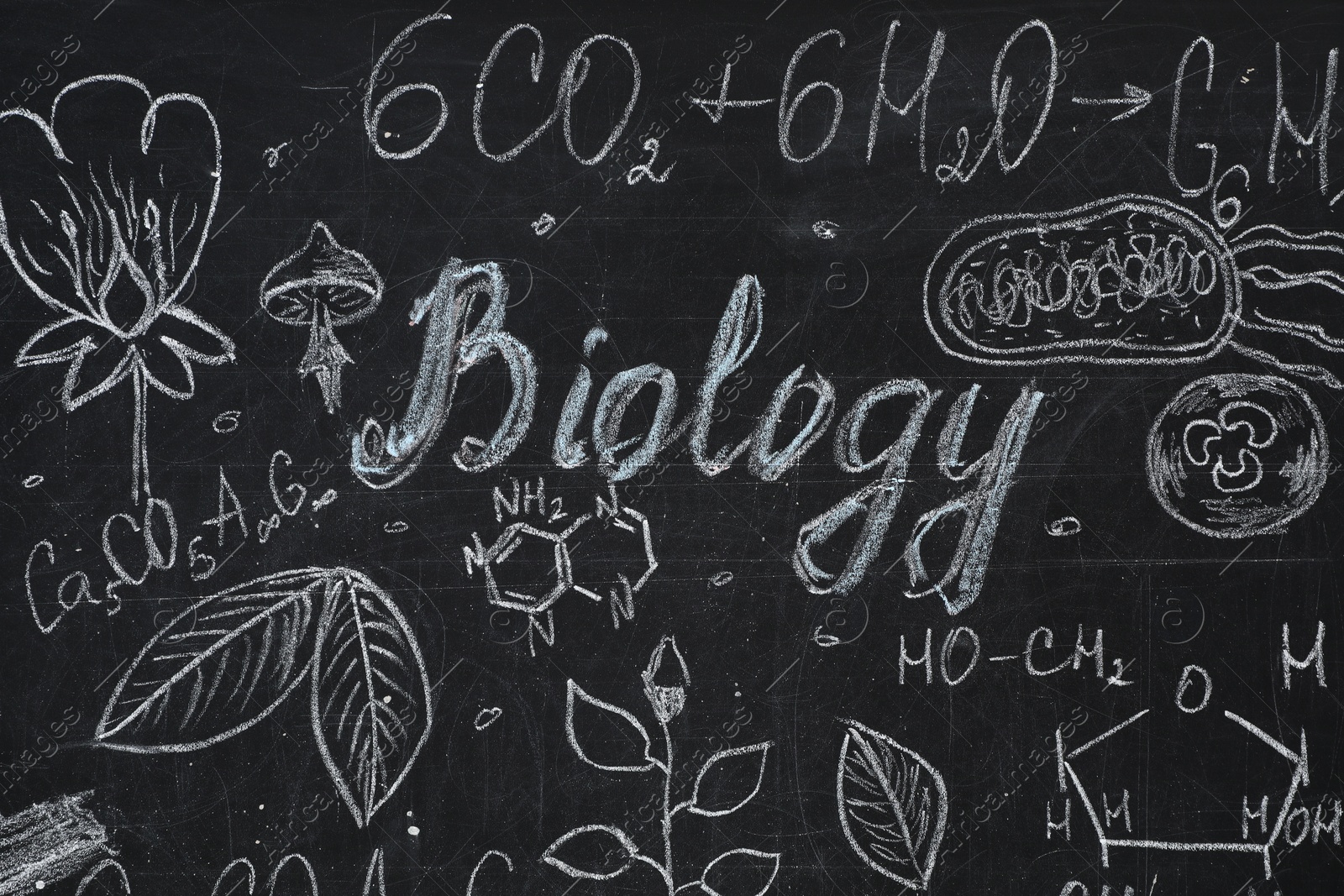 Photo of Word Biology and different pictures drawn on blackboard