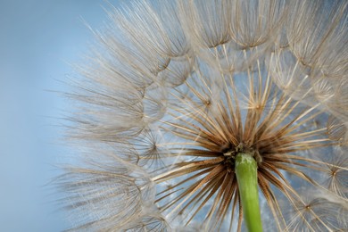 Photo of Beautiful fluffy dandelion flower on blue background, closeup