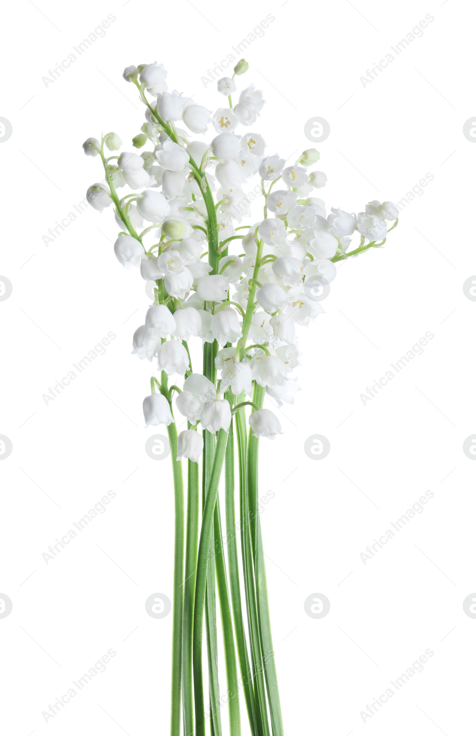 Photo of Beautiful lily of the valley flowers isolated on white