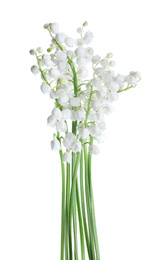 Photo of Beautiful lily of the valley flowers isolated on white