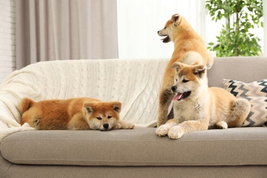 Photo of Funny akita inu puppies on sofa in living room
