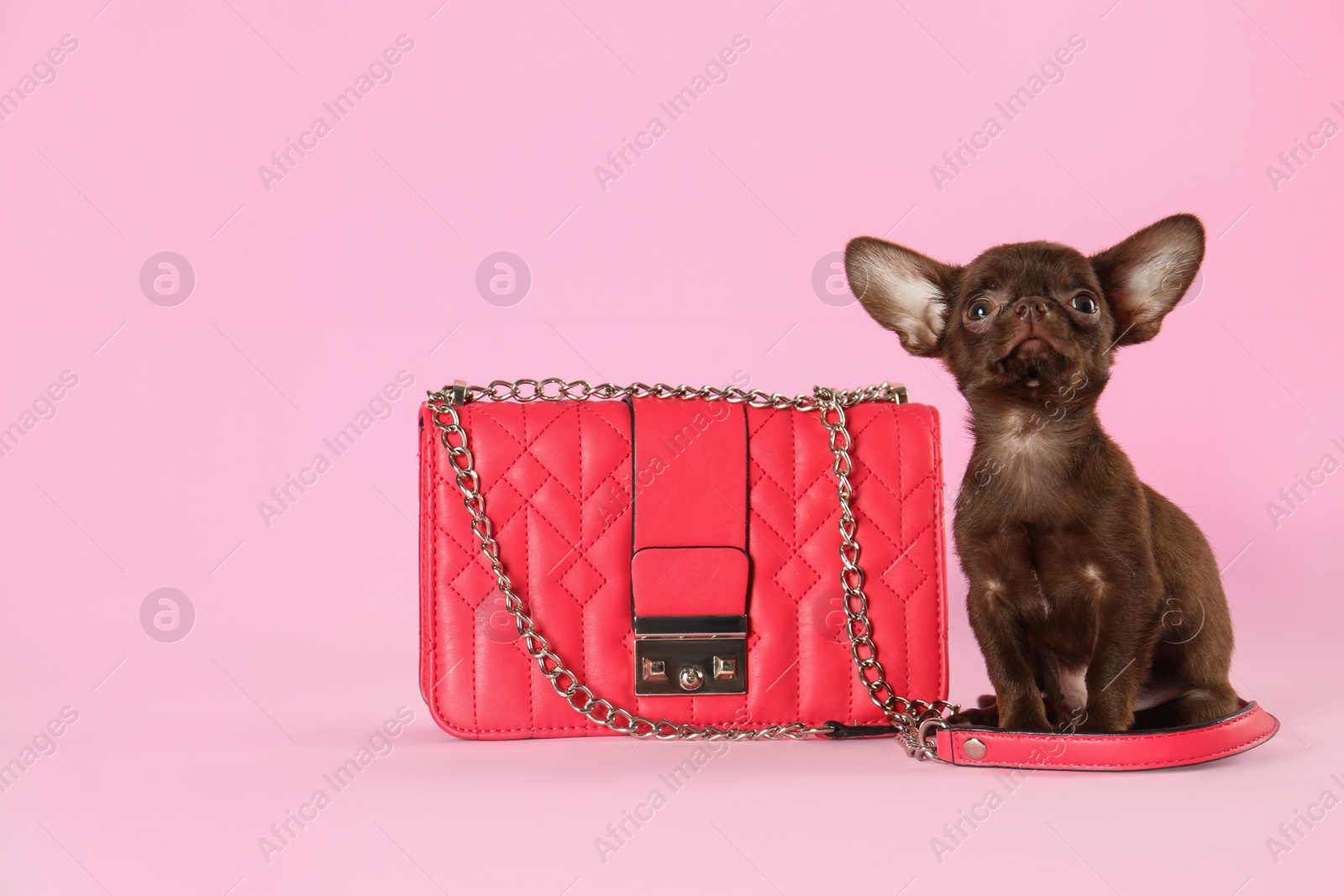 Photo of Cute small Chihuahua dog and female handbag on pink background
