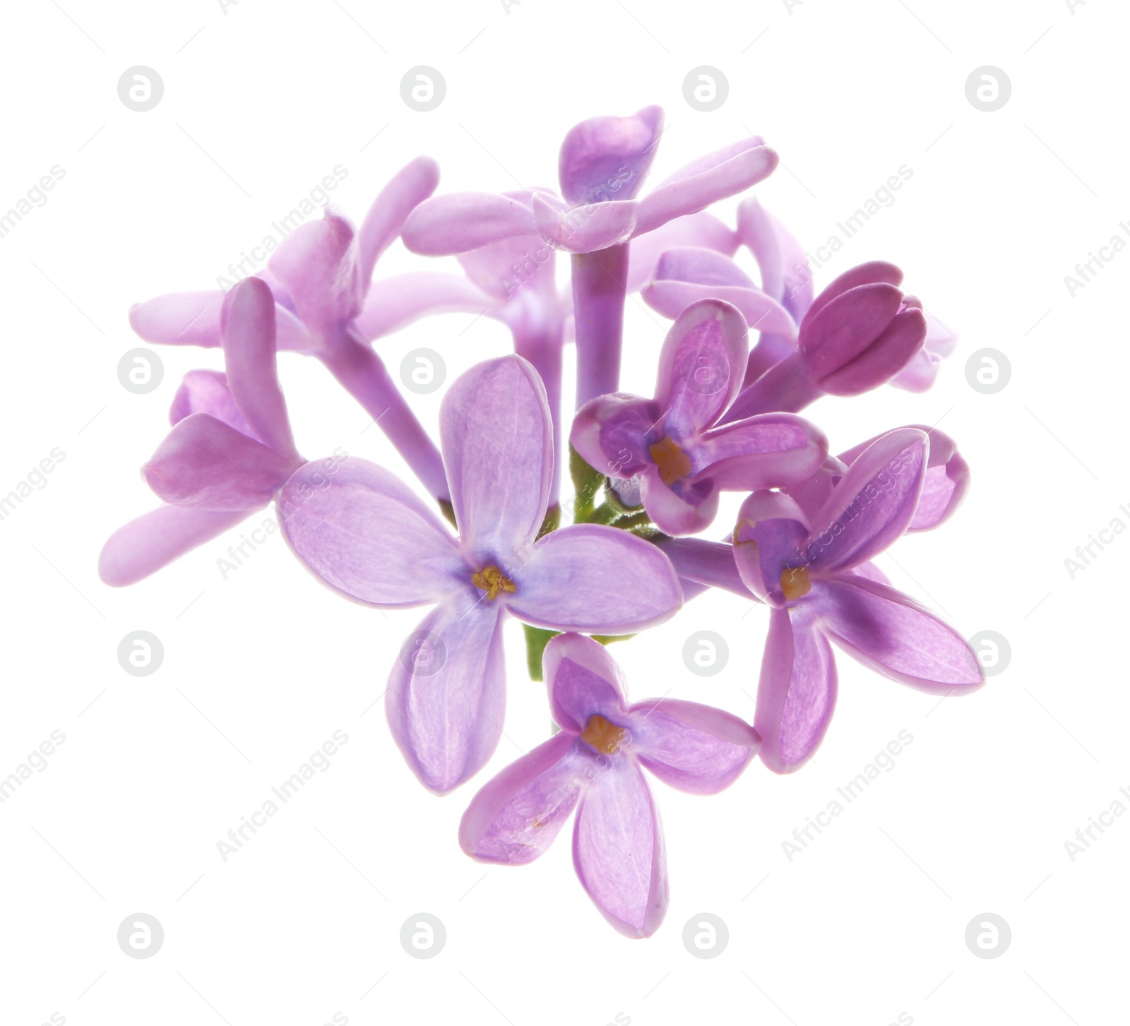 Photo of Branch with lilac flowers on white background