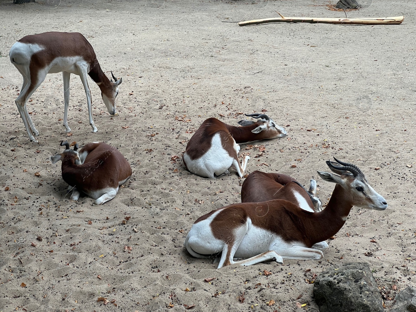 Photo of Group of beautiful Dama gazelles in zoo enclosure