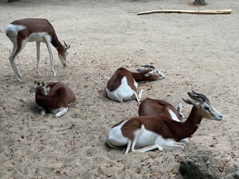 Photo of Group of beautiful Dama gazelles in zoo enclosure