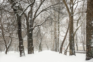 Photo of Winter city park with trees on snow day