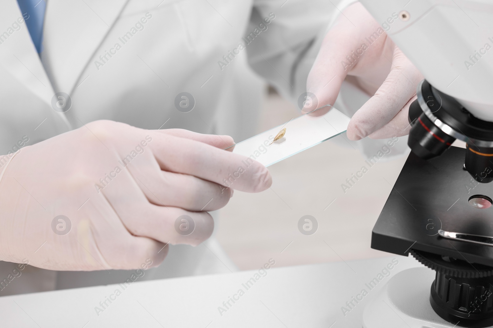 Photo of Quality control. Food inspector holding glass slide with wheat grain in laboratory, closeup