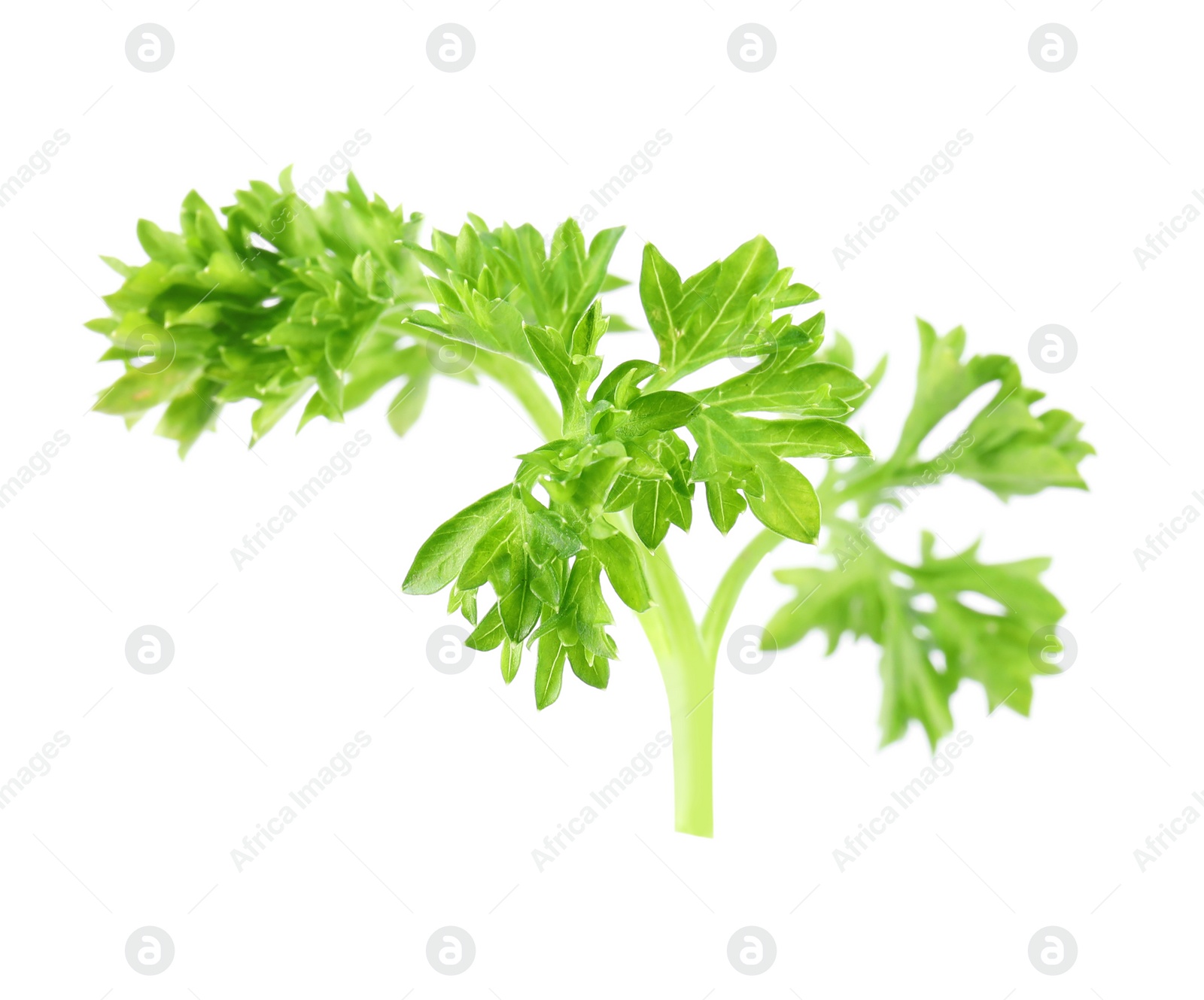 Photo of Fresh green organic parsley on white background