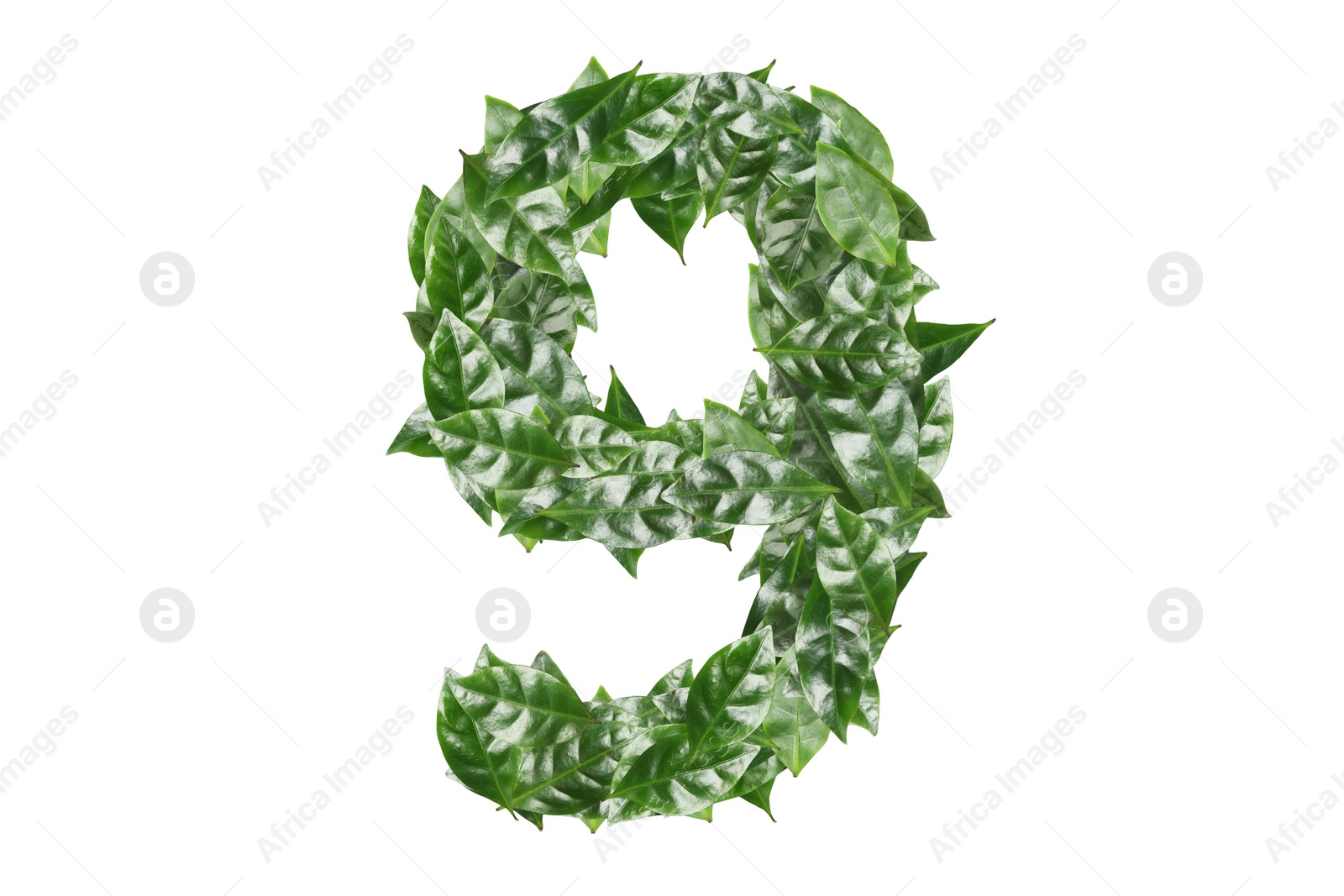 Image of Number 9 made of fresh green leaves on white background