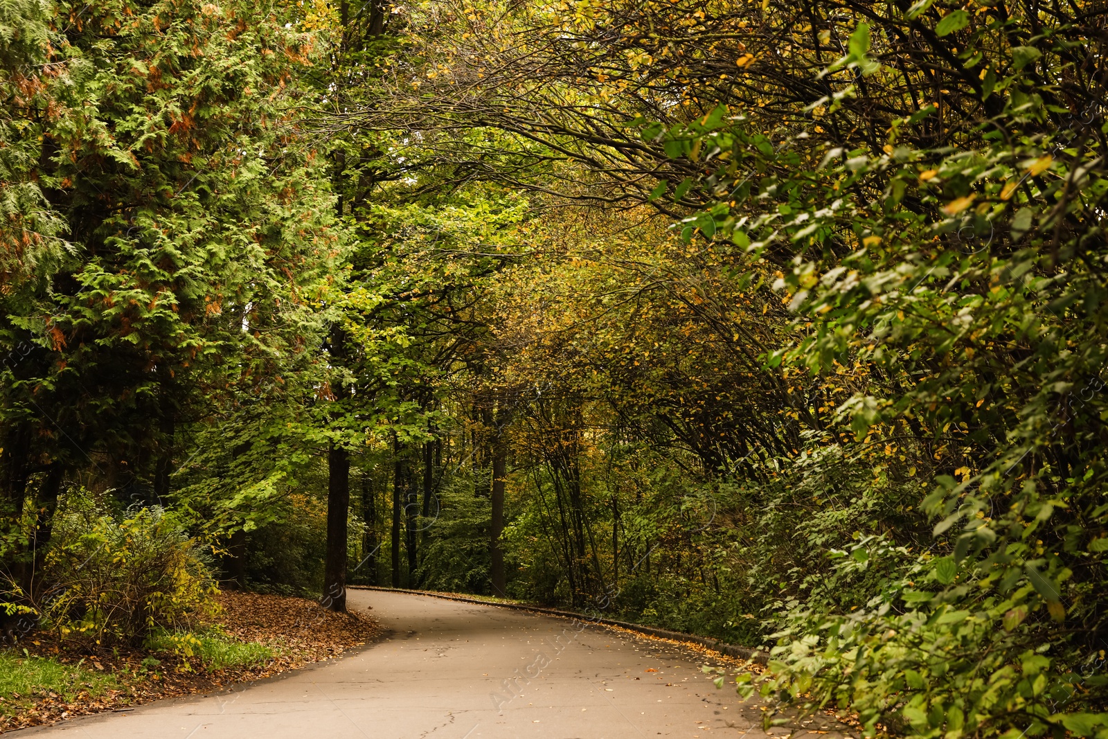 Photo of Beautiful view of park with trees on autumn day