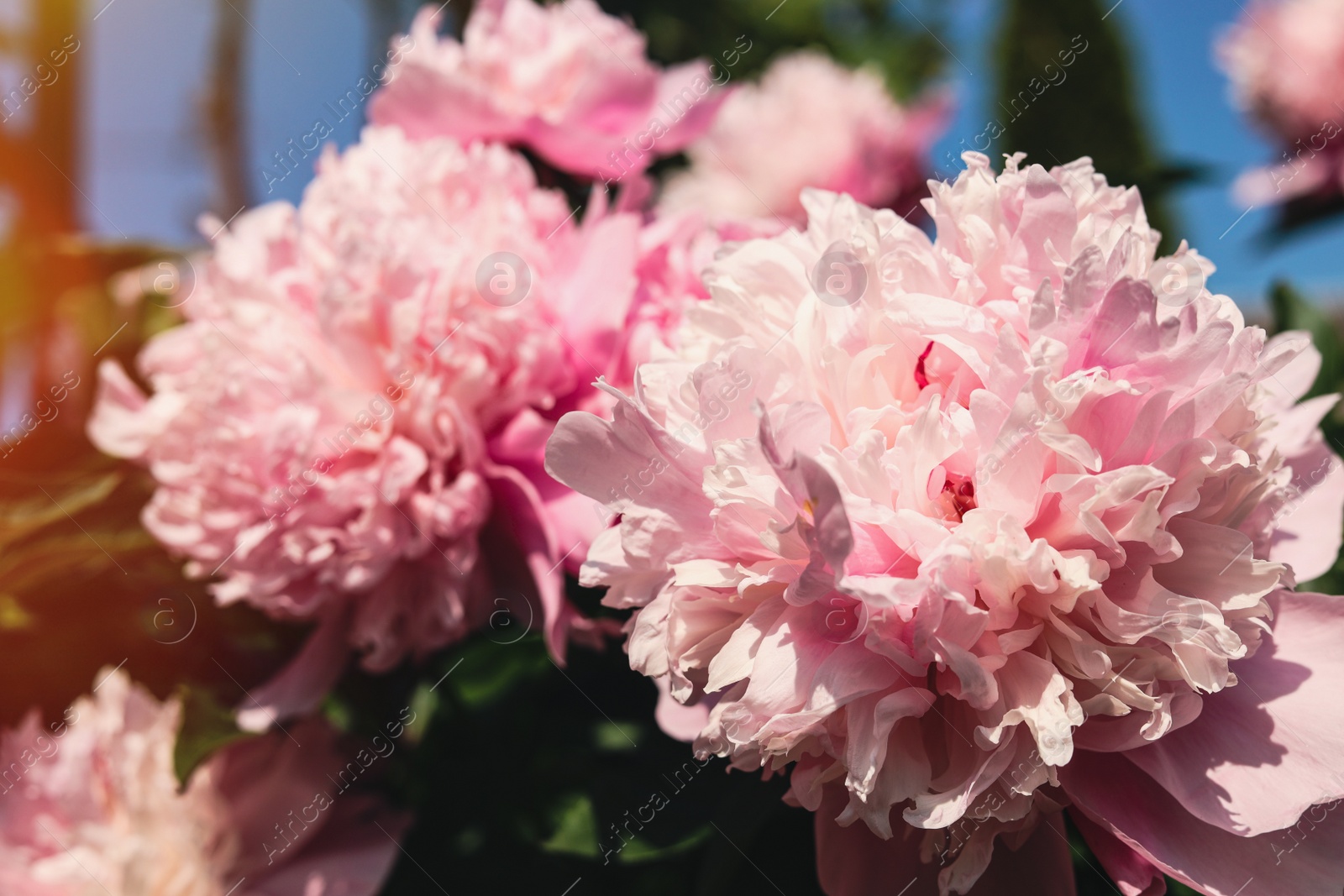 Photo of Wonderful pink peonies in garden on sunny day, closeup