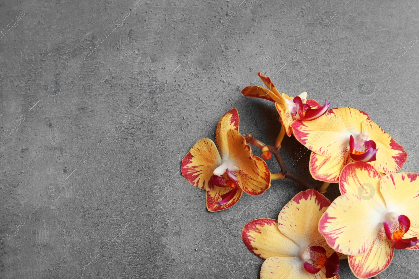 Photo of Branch with beautiful tropical orchid flowers on grey background, top view. Space for text