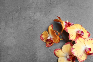 Branch with beautiful tropical orchid flowers on grey background, top view. Space for text