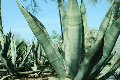 Beautiful Agave plant growing outdoors on sunny day, closeup