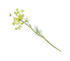 Green fresh flowering dill on white background