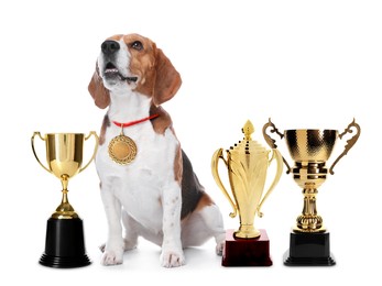 Cute beagle dog with gold medal and trophy cups on white background