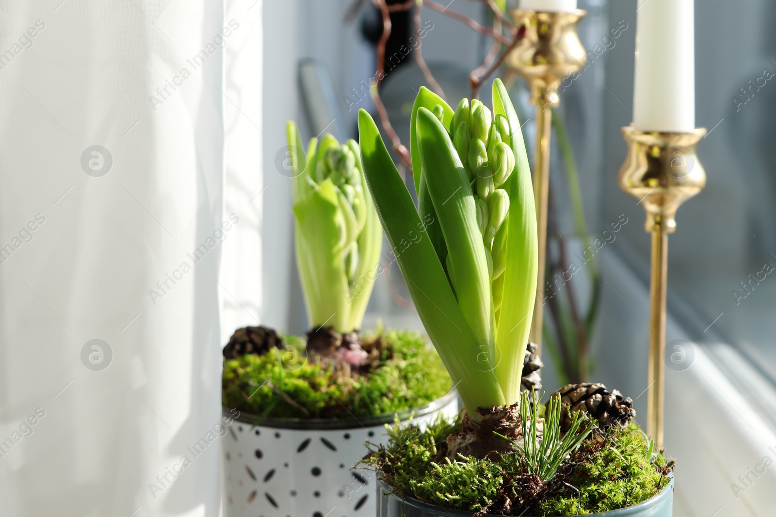 Photo of Potted hyacinths on window sill indoors. First spring flowers