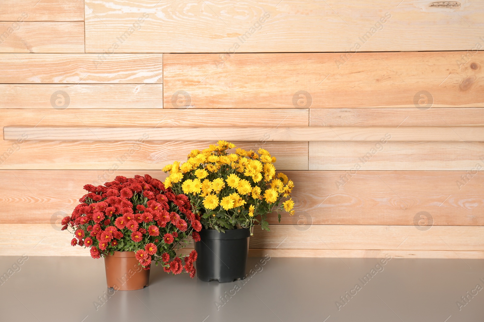 Photo of Beautiful potted chrysanthemum flowers on table near wooden wall. Space for text