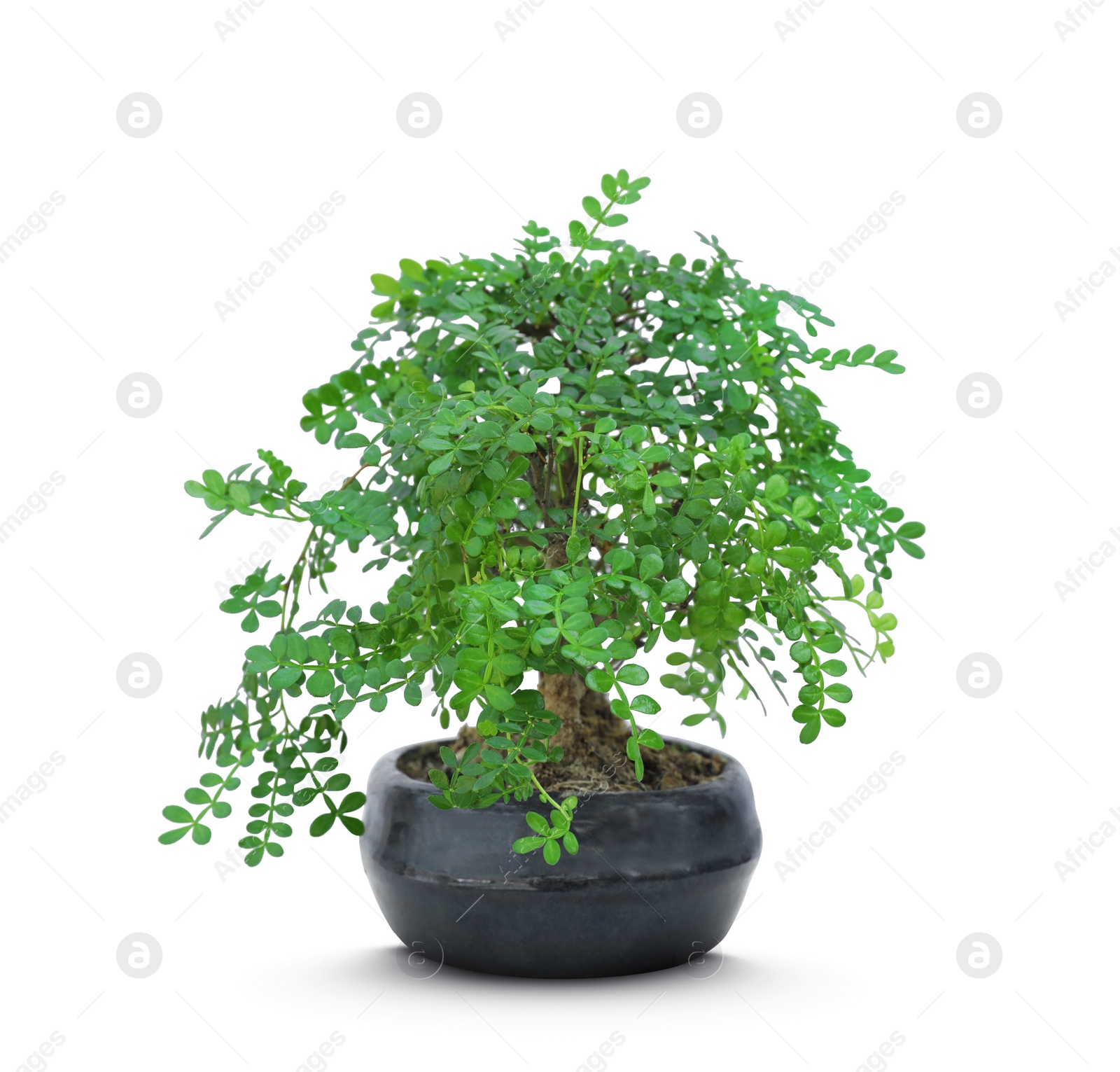 Image of Beautiful bonsai tree in pot isolated on white 