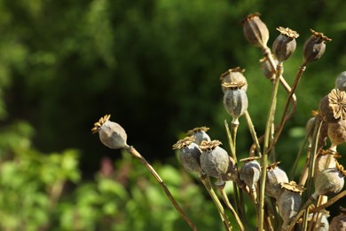 Photo of Dry poppy heads outdoors, closeup. Space for text