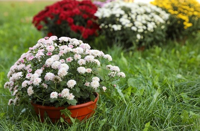 Photo of Beautiful blooming Chrysanthemum bushes outdoors. Autumn flowers