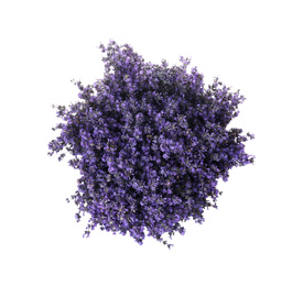 Beautiful lavender bouquet isolated on white, top view