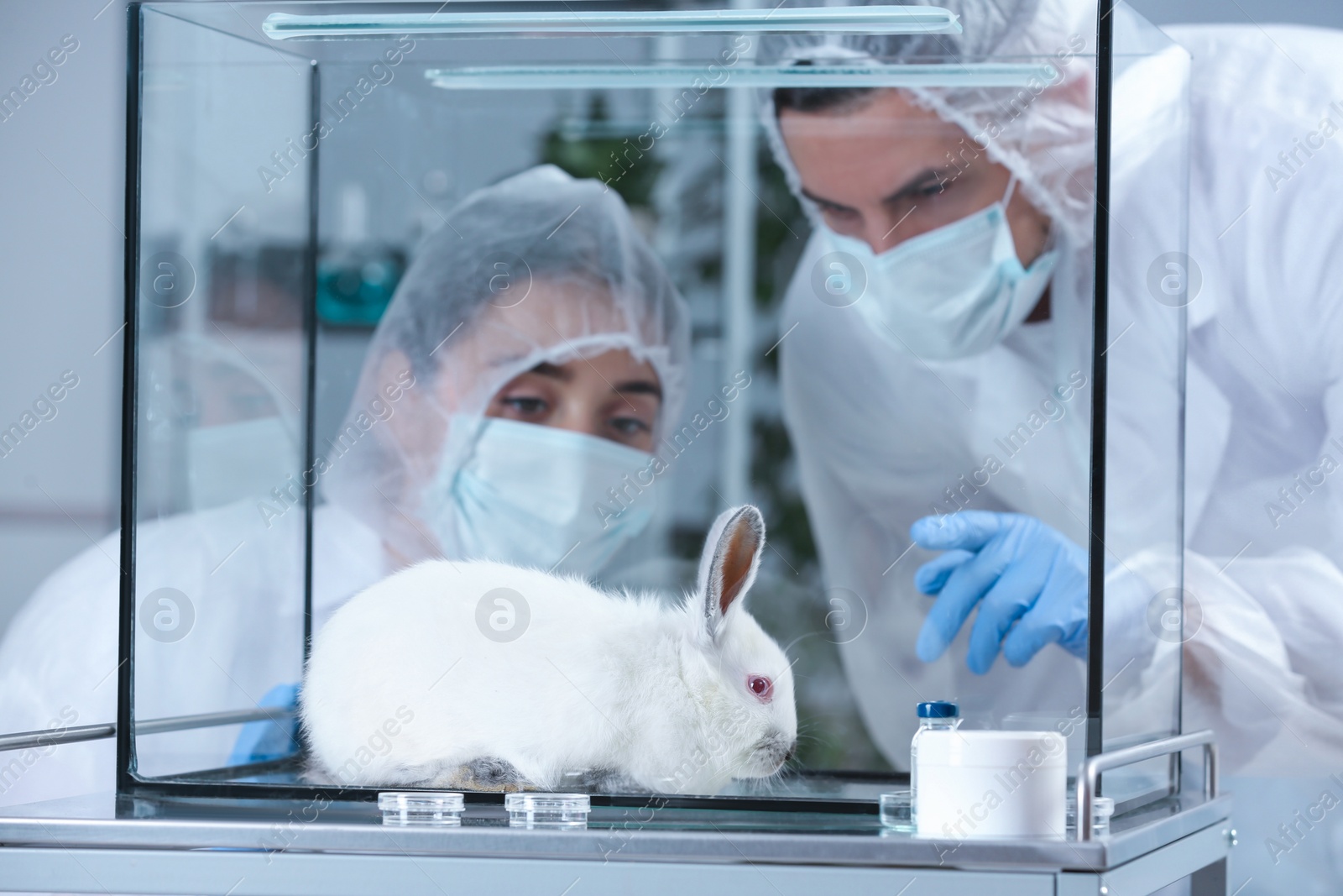 Photo of Scientists observing white rabbit in chemical laboratory. Animal testing