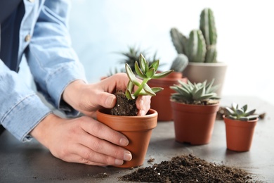 Woman transplanting home plant into new pot at table, closeup