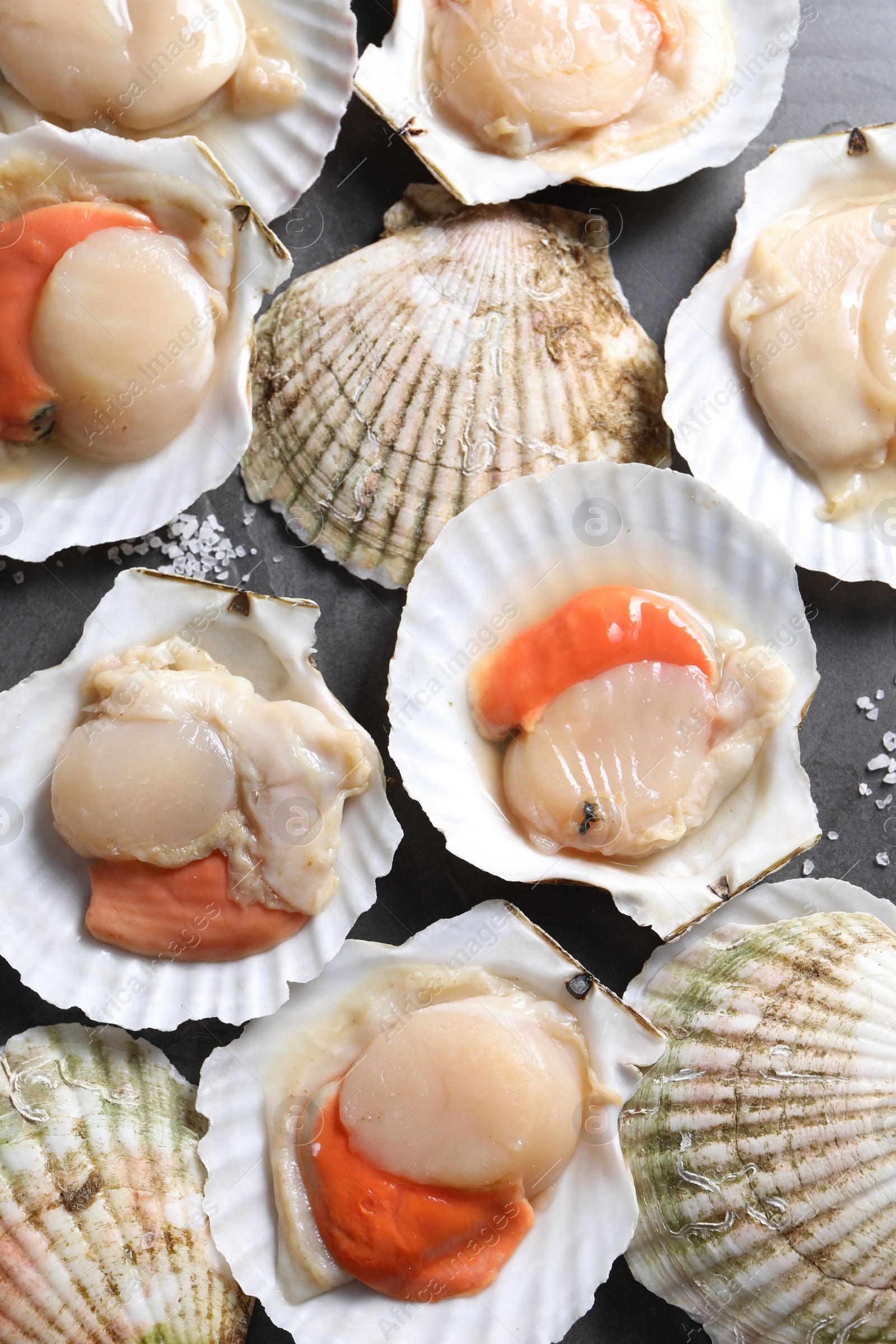 Photo of Fresh raw scallops on grey table, flat lay