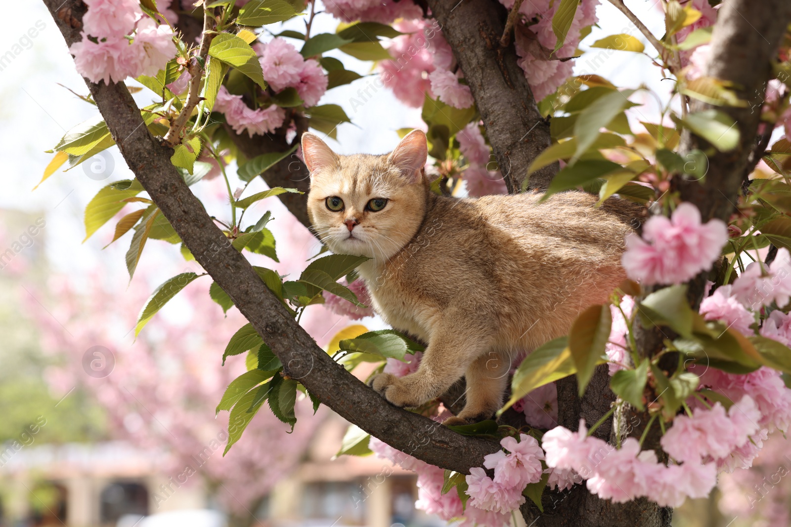 Photo of Cute cat on blossoming spring tree outdoors